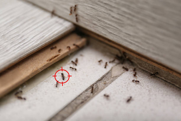 Wildlife Control Services in Glenwood, IL