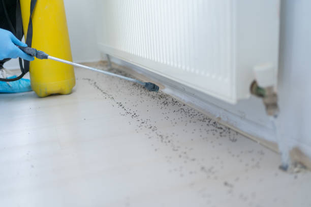 Best Local Pest Control Services  in Glenwood, IL